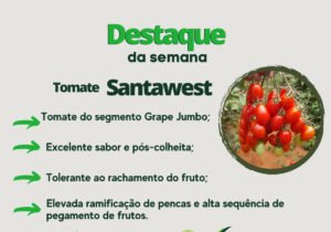 TOMATE SANTAWEST