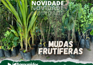 mudas frutiferas site